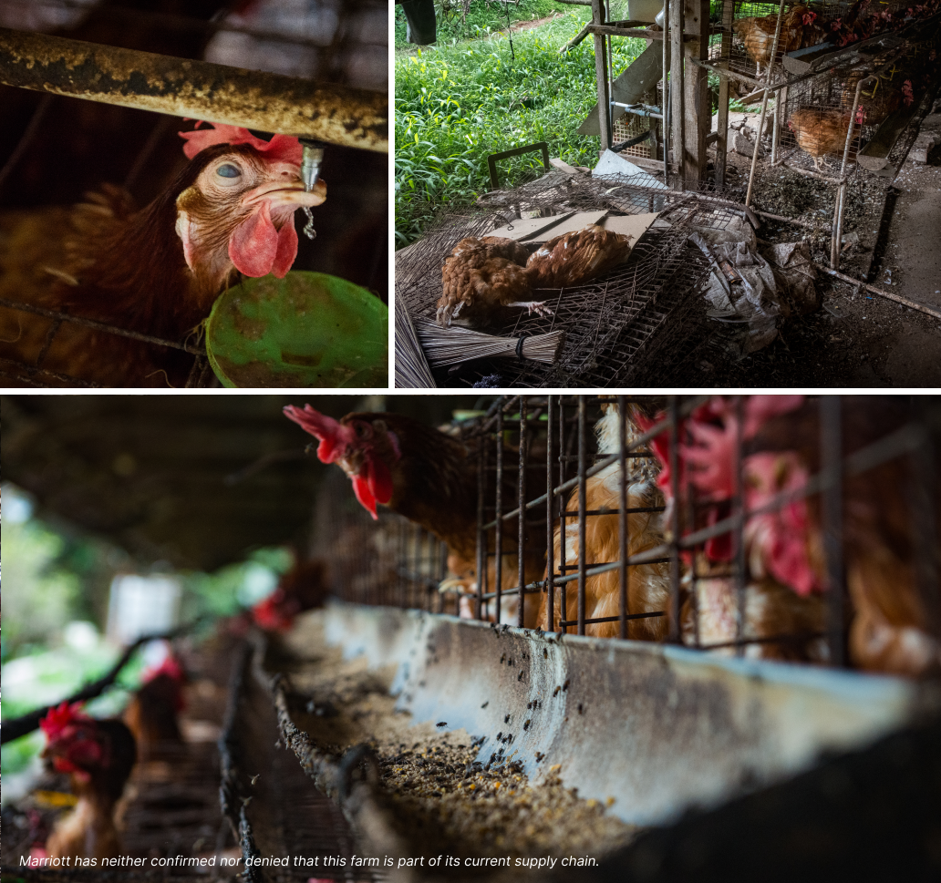 Clockwise from top left: a hen with a visible eye injury; a dead bird observed discarded outside the cage structure; flies on a surface near chicken feed troughs. Photos: Resha Juhari / INCAF / We Animals.